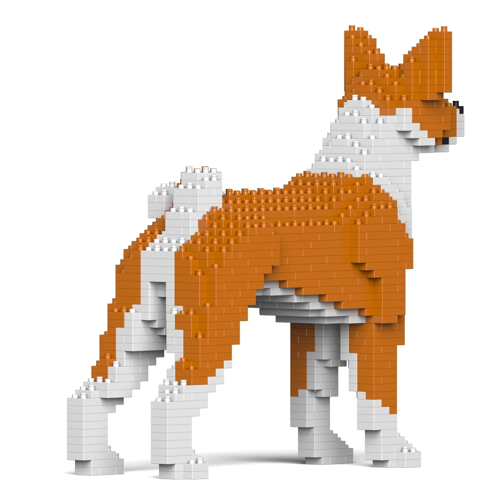 Basenji 01-M01 - Image 4