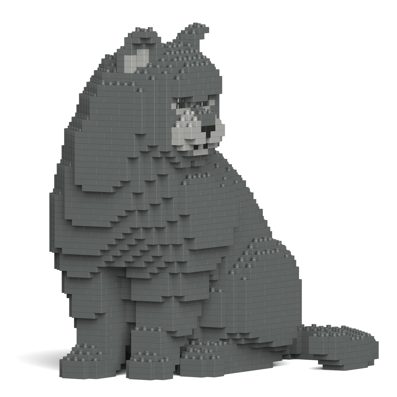 British Shorthair Cat 01S-M01 - Image 2