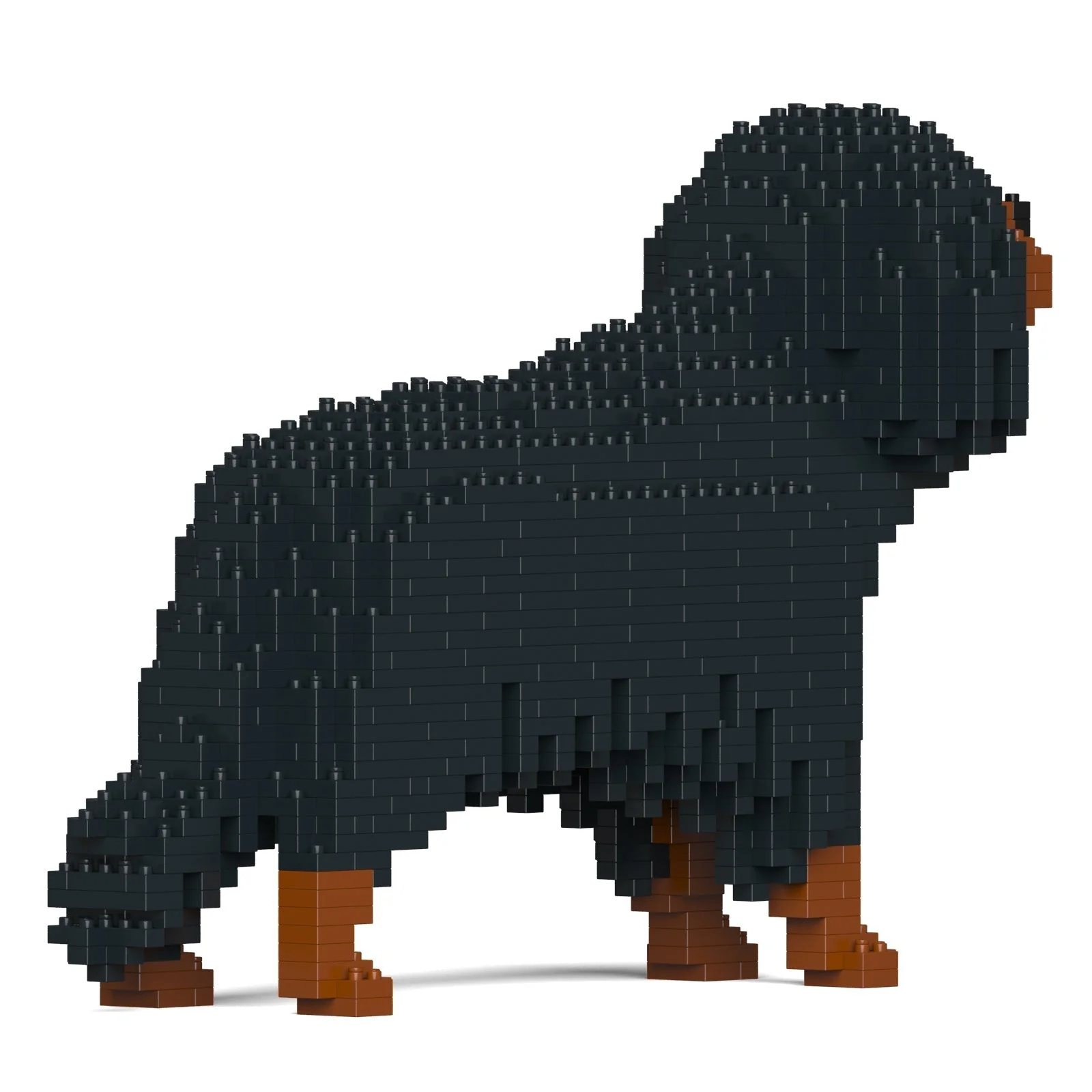 Cavalier King Charles Spaniel 01-M04 - Image 4