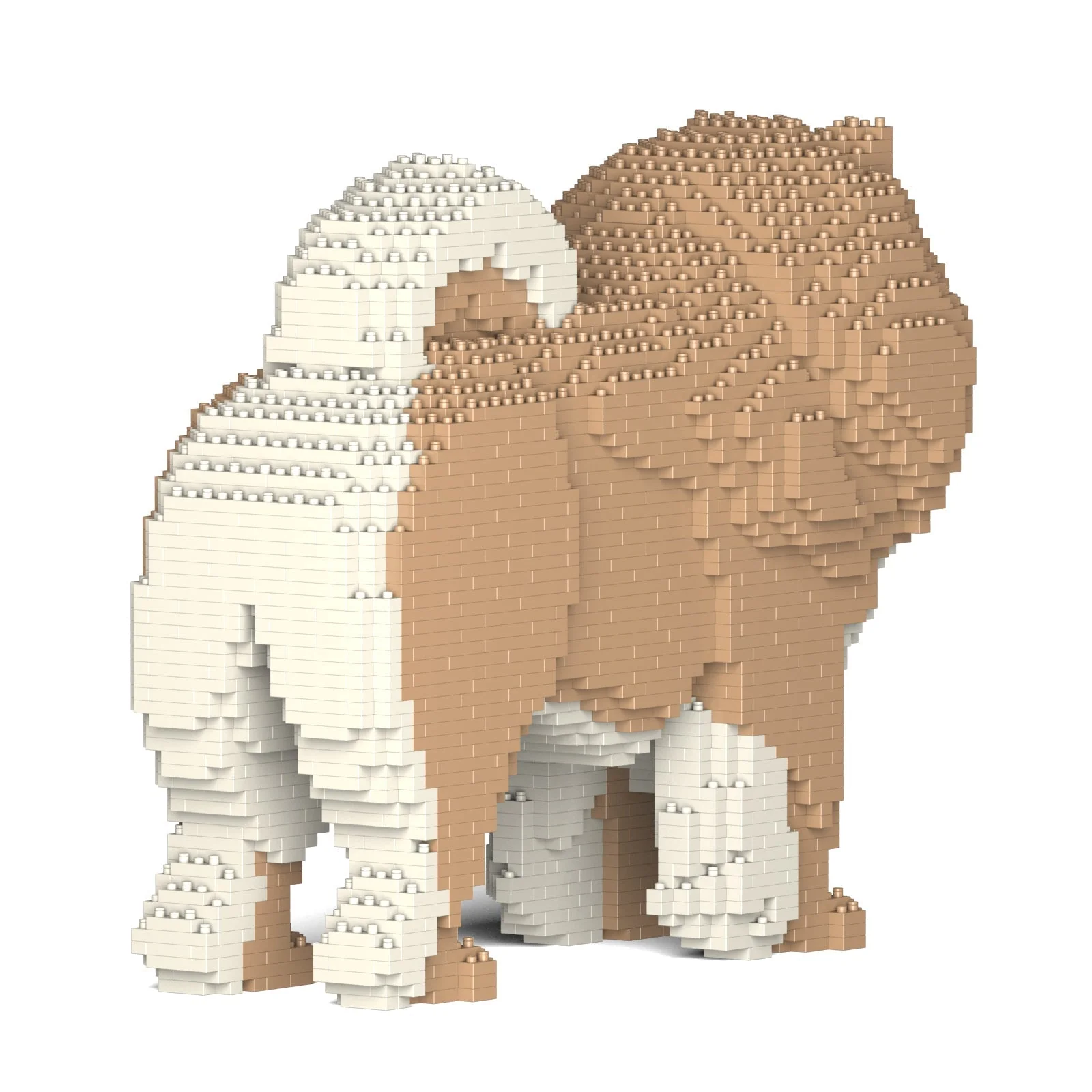 Chow Chow 02-M01 - Image 3