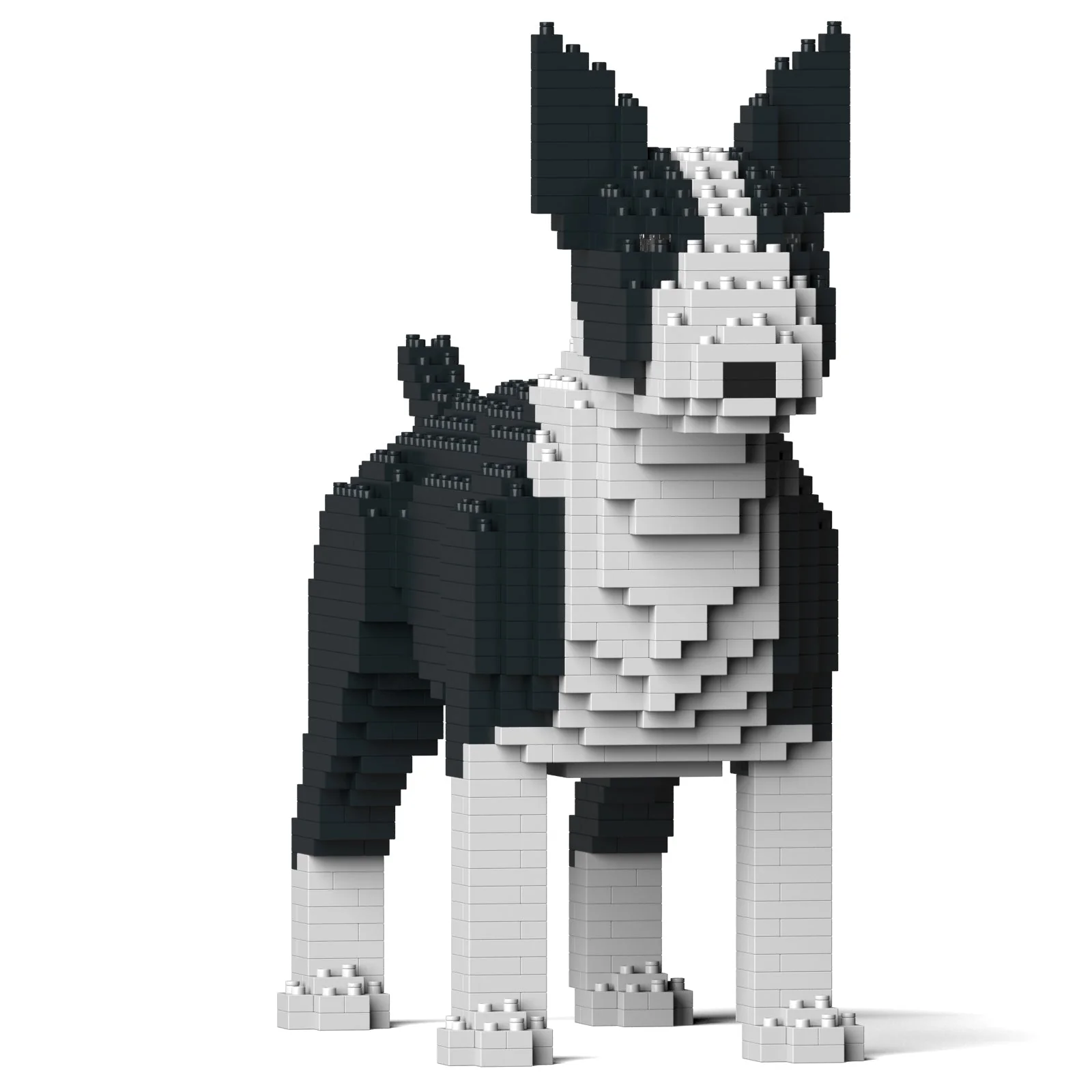 English Bull Terrier 01-M01 - Image 3