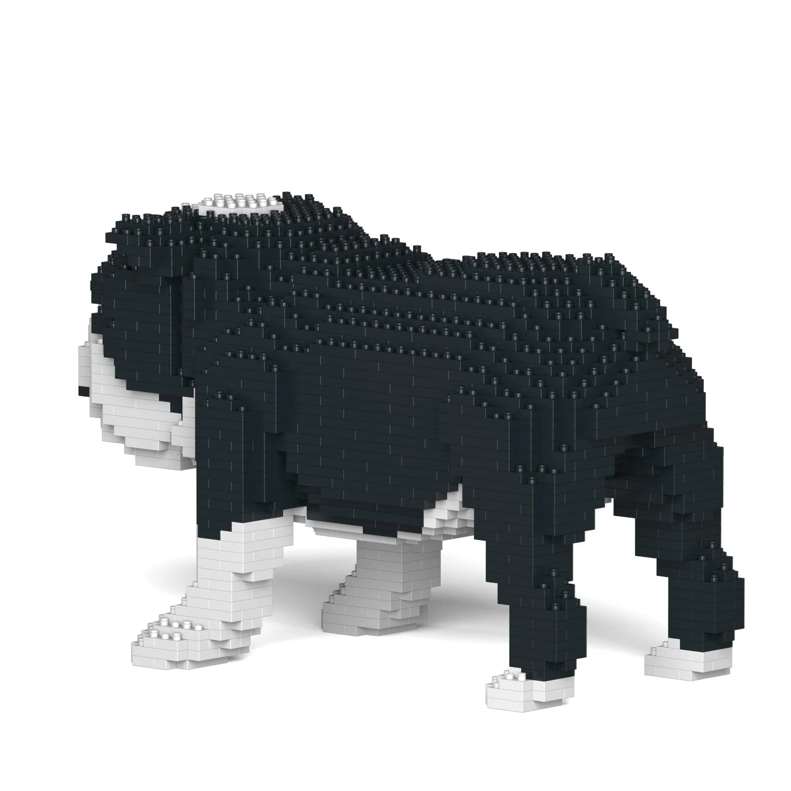 English Bulldog 01-M04 - Image 4