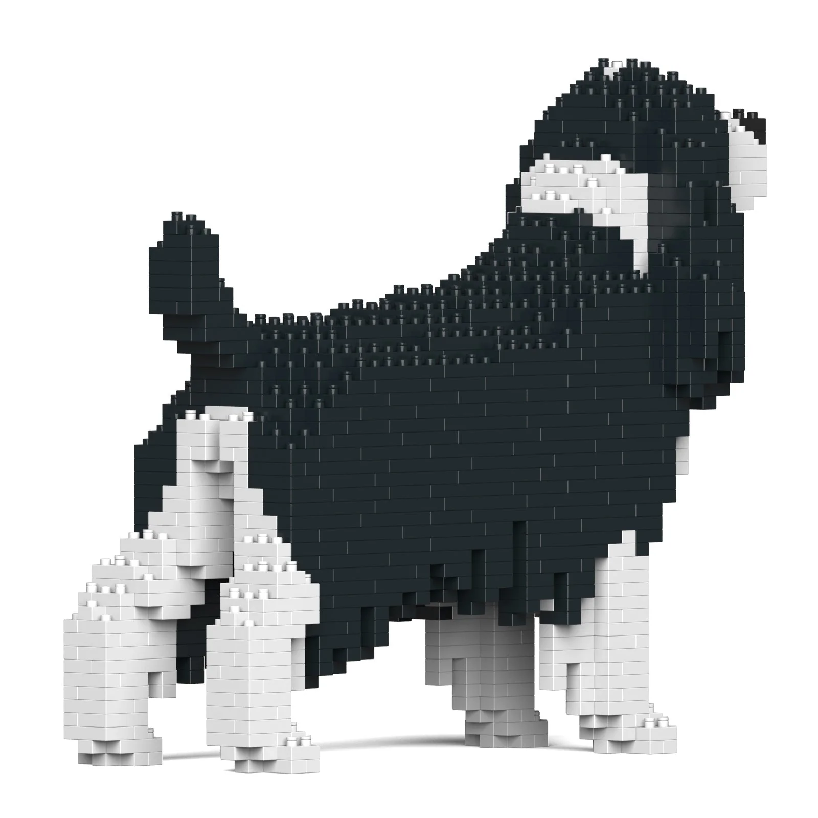 English Springer Spaniel 01-M02 - Image 4