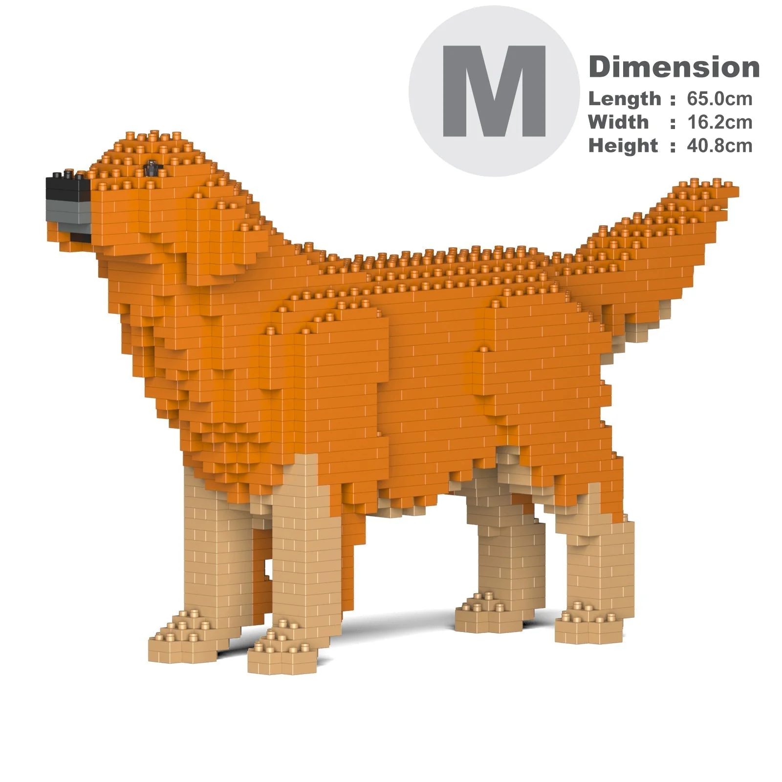 Golden Retriever 02-M02 - Image 5