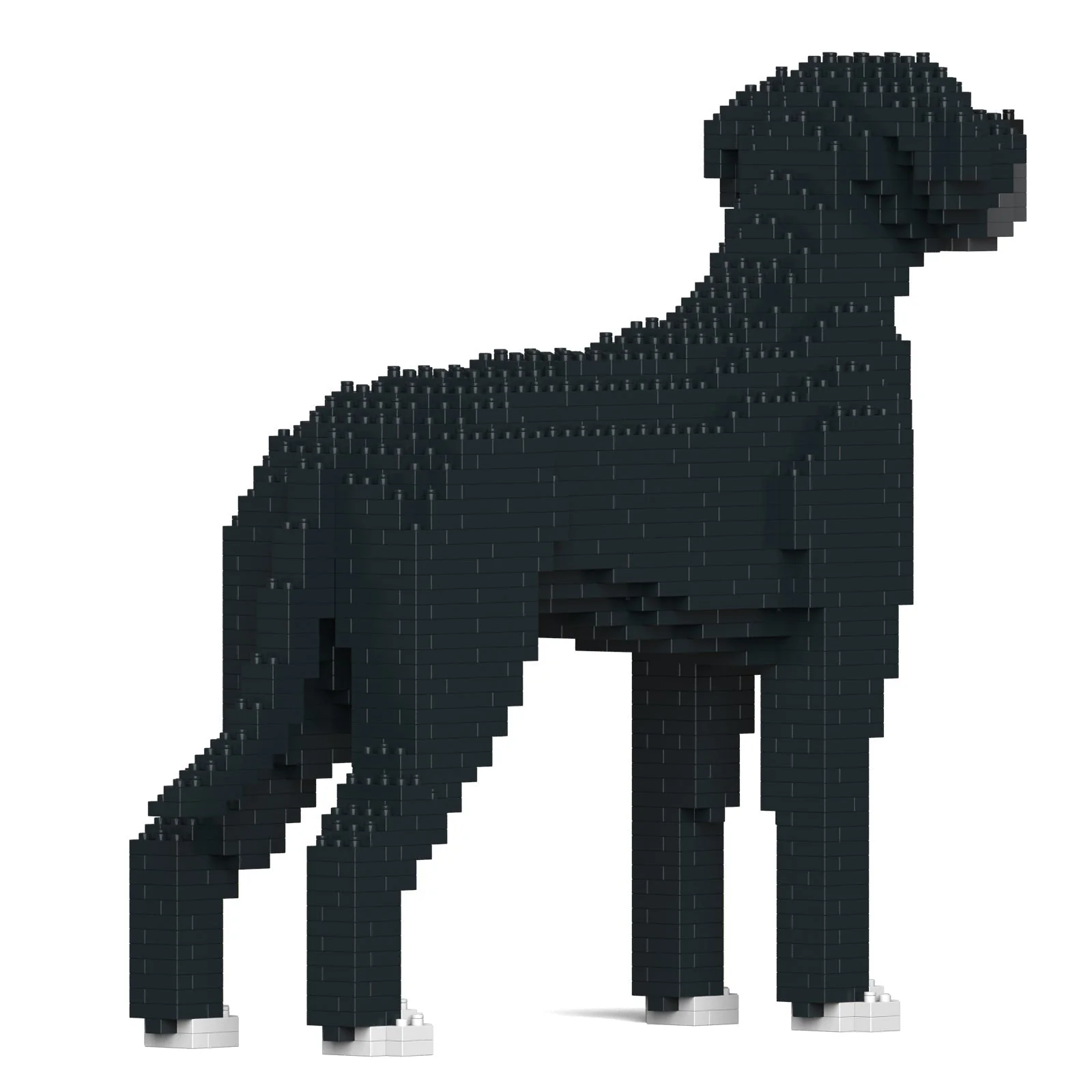 Great Dane 01-M02 - Image 4