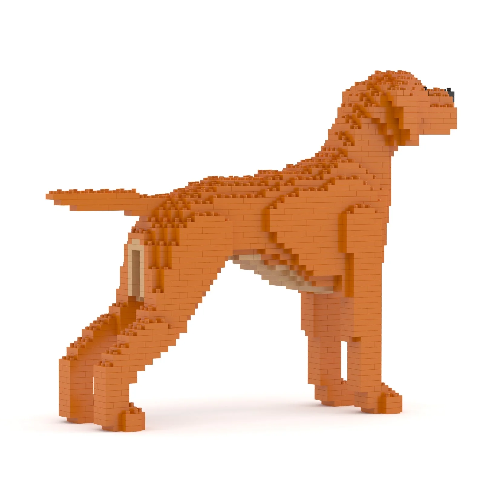 Hungarian Vizsla 01 - Image 4