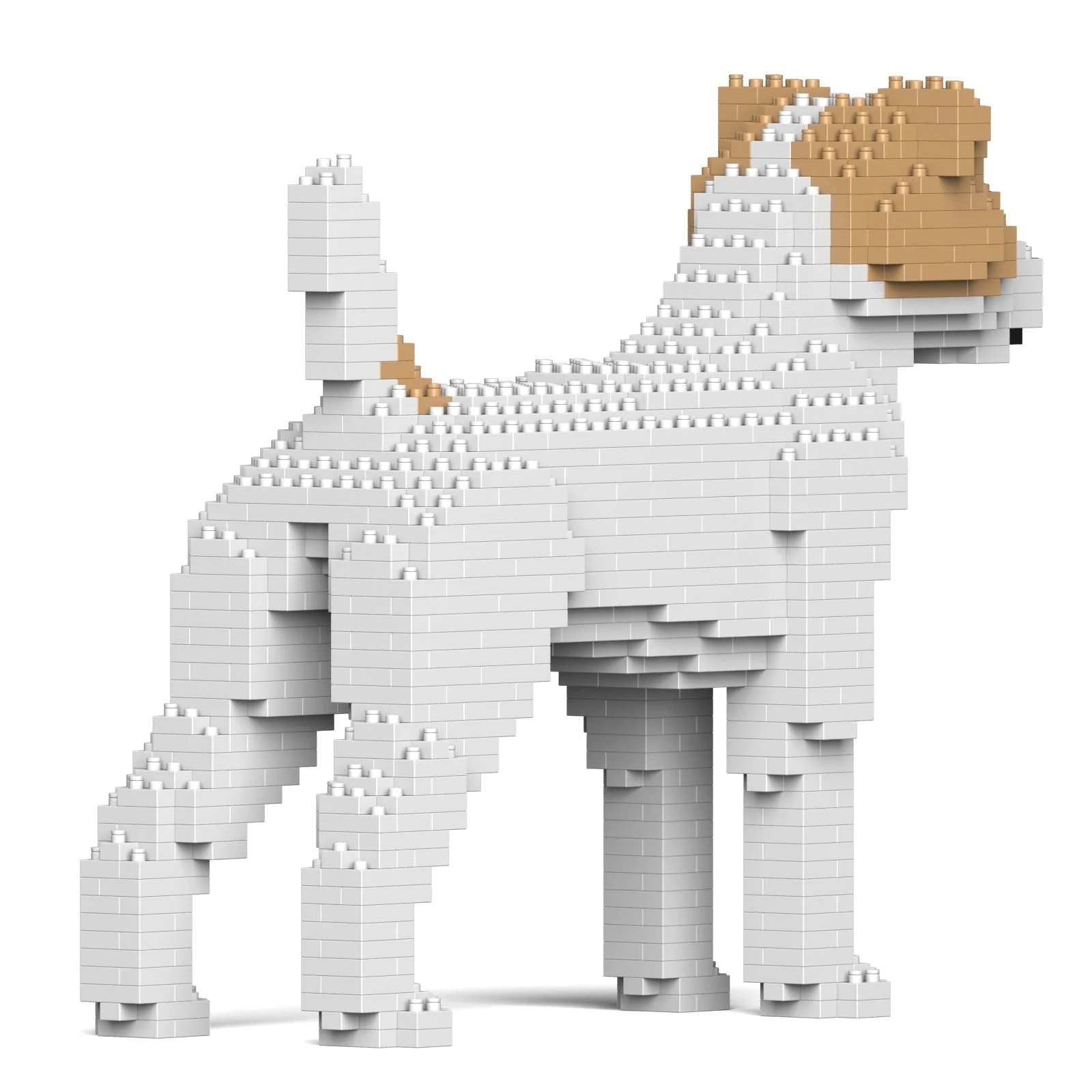 Jack Russell Terrier 01-M03 - Image 4