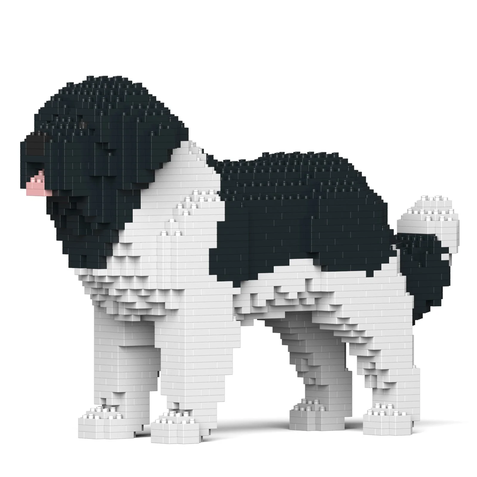 Newfoundland Dog
