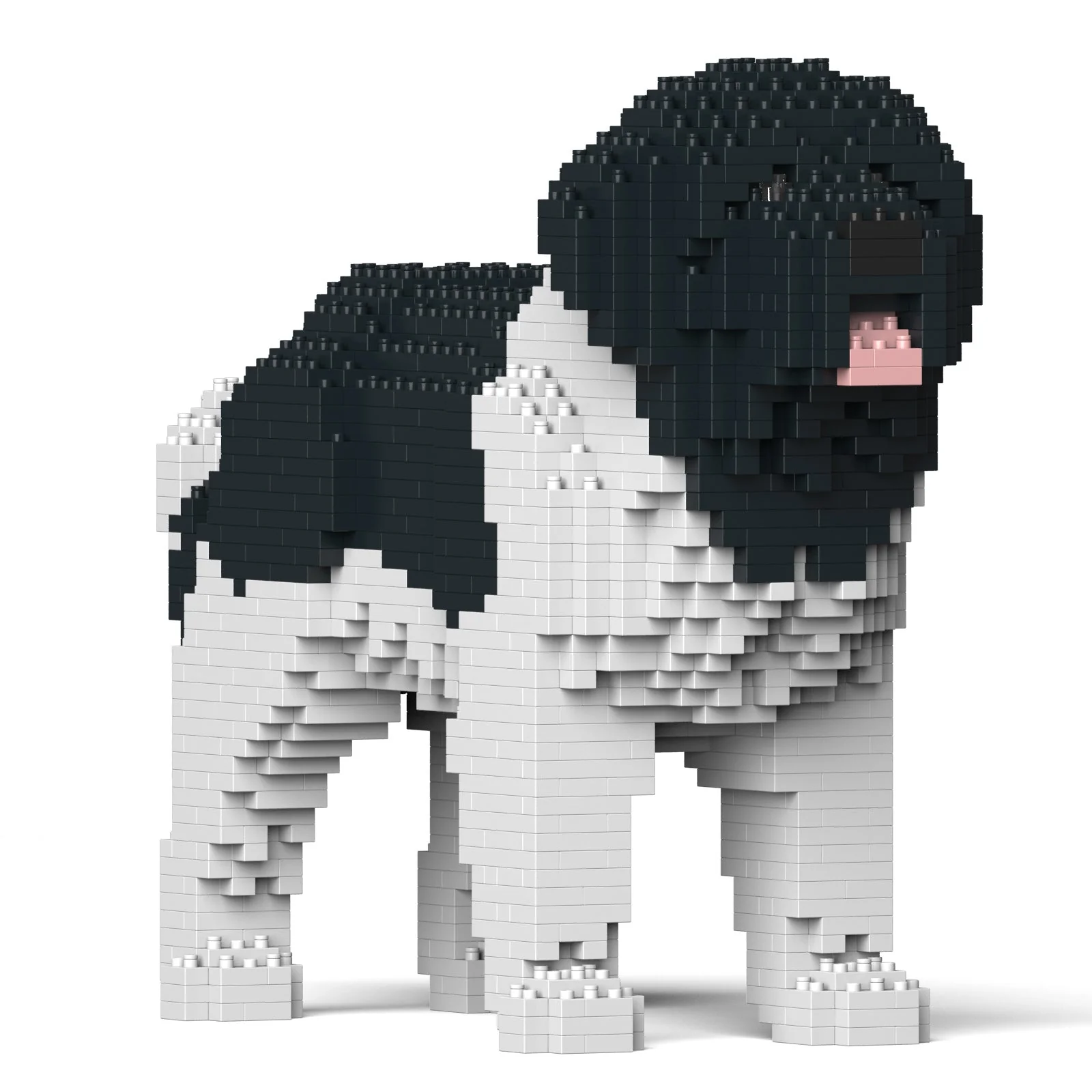 Newfoundland Dog 01-M03 - Image 3