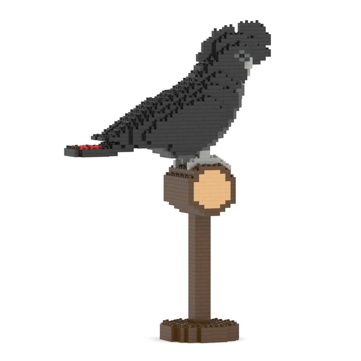 Red-tailed Black Cockatoo 01S - Image 4