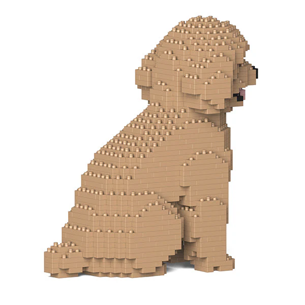 Toy Poodle 03-M03 - Image 3