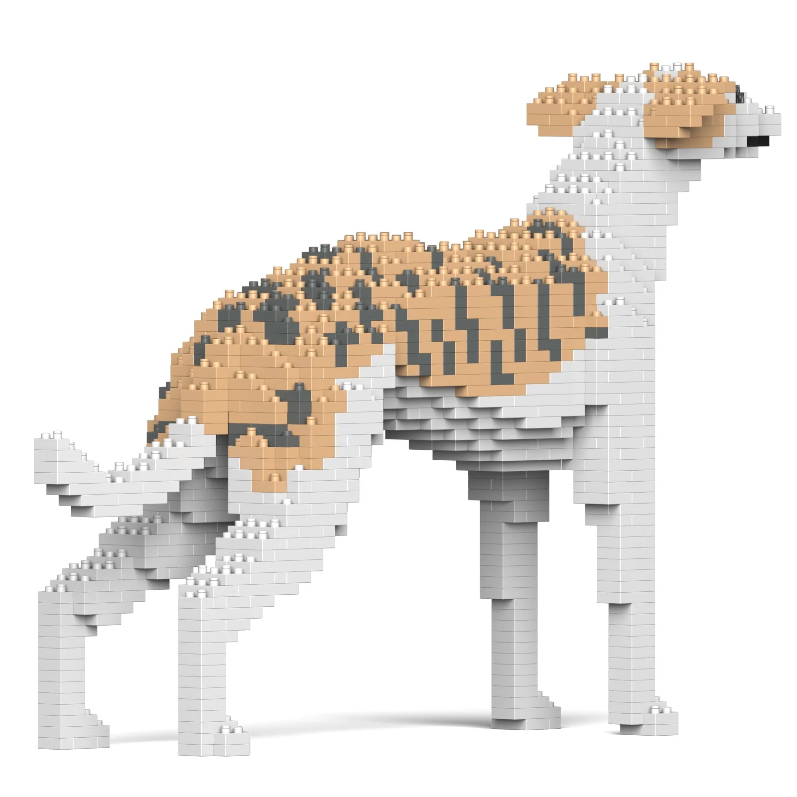 Whippet Dog 01 - Image 4